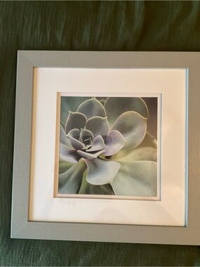 14”x14” Cactus Framed Succulent Art Print in Soft Green and Lavender